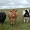 Beef