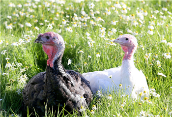 where to buy free range turkeys where to buy free range turkeys
