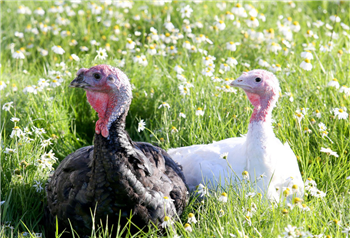 Free-Range White Turkey 8kg