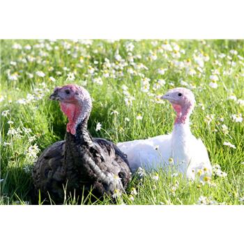 Free-Range White Turkey 6kg