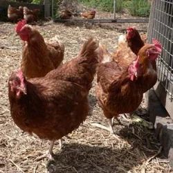 CHICKEN & TURKEY